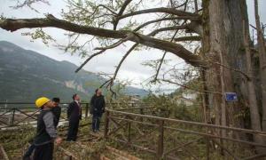 公益诉讼为千年古树撑起“司法保护伞”