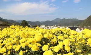 湖南东山岭村：荒山长出“黄金菊”