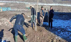 喀拉也木勒边境派出所积极响应当地政府建设号召参加植树造林活动