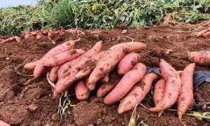 河南伊川着力打造中国高品质鲜食红薯第一县