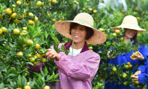 广西鹿寨县桔园飘香 农民采摘忙