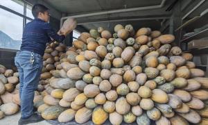 湖北恩施：开拓乡村振兴“人才路径”