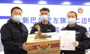 呼伦贝尔市嵯岗边境派出所成功救助国家二家保护动物“鸿雁”