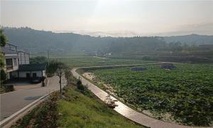 重庆大足：“四好农村路”串起“致富线”