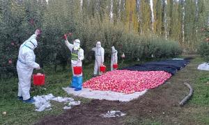 苹果丰收无人收 民警助力解民忧