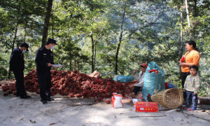草果丰收季 民警送法到田间