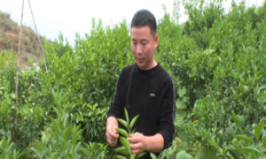 湖南马桥村：千亩果园强乡村富农民