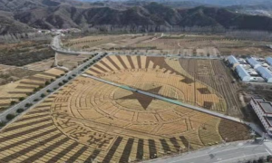 北京怀柔宝山镇五彩旱稻迎来收割季