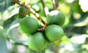 小小坚果带来近百万元大收益