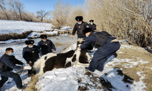 民警救助落水马匹