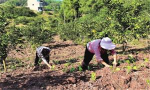 打造特色高效“立体农业” 拓宽村民增收路