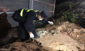 “国保”蜂猴觅食迷路 蜀黍“包吃包住包接送”