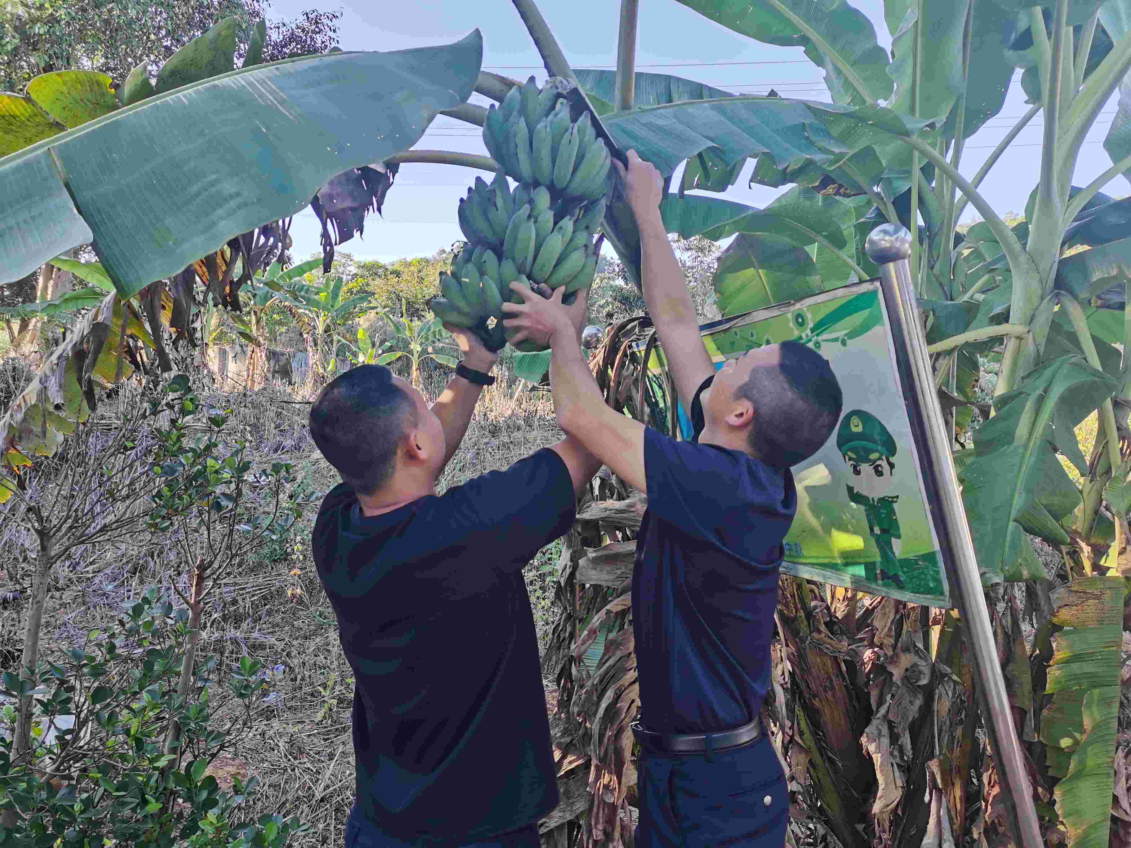 图为民警采摘水果照片.jpg 图为民警采摘水果照片.jpg