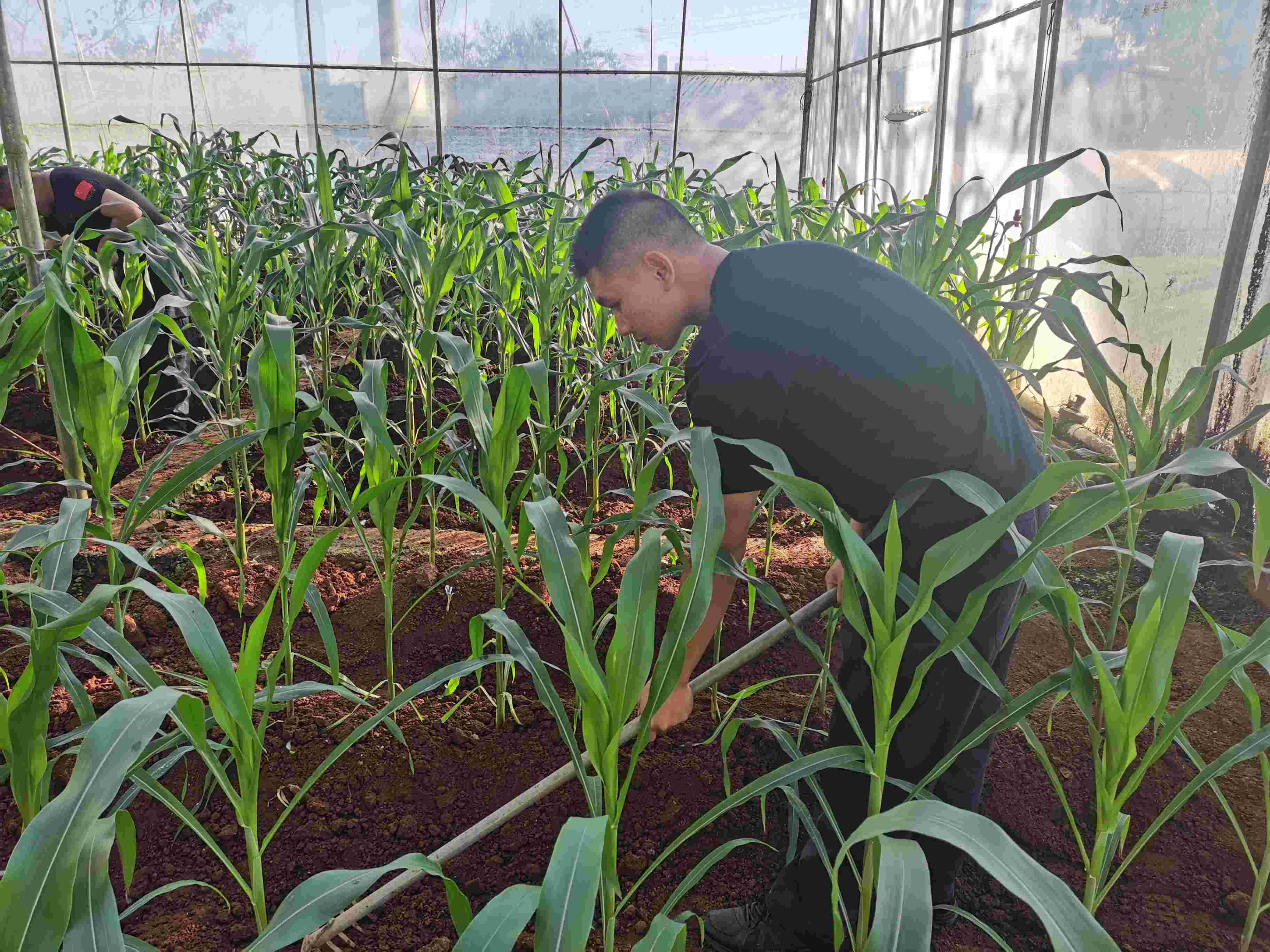 图为民警下地种植青菜的照片.jpg 图为民警下地种植青菜的照片.jpg