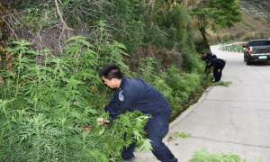 子里甲边境派出所铲除野生大麻专项行动成效显著