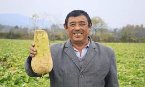 小萝卜孕育致富大产业