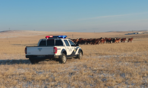 追踪寻迹,边境警察34小时找回走失马群