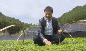 立足本职 助推黄连产业提档升级