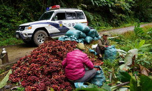独龙江边境派出所守护“草果飘香”