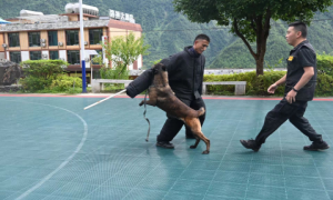 警犬“天宝”的日常小记
