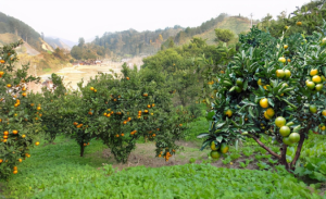 民法典：耕地种树、建房都将严惩，两大问题农民需注意