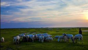母牛被撞小牛饿死，这损失究竟谁承担？看法官来以案释法
