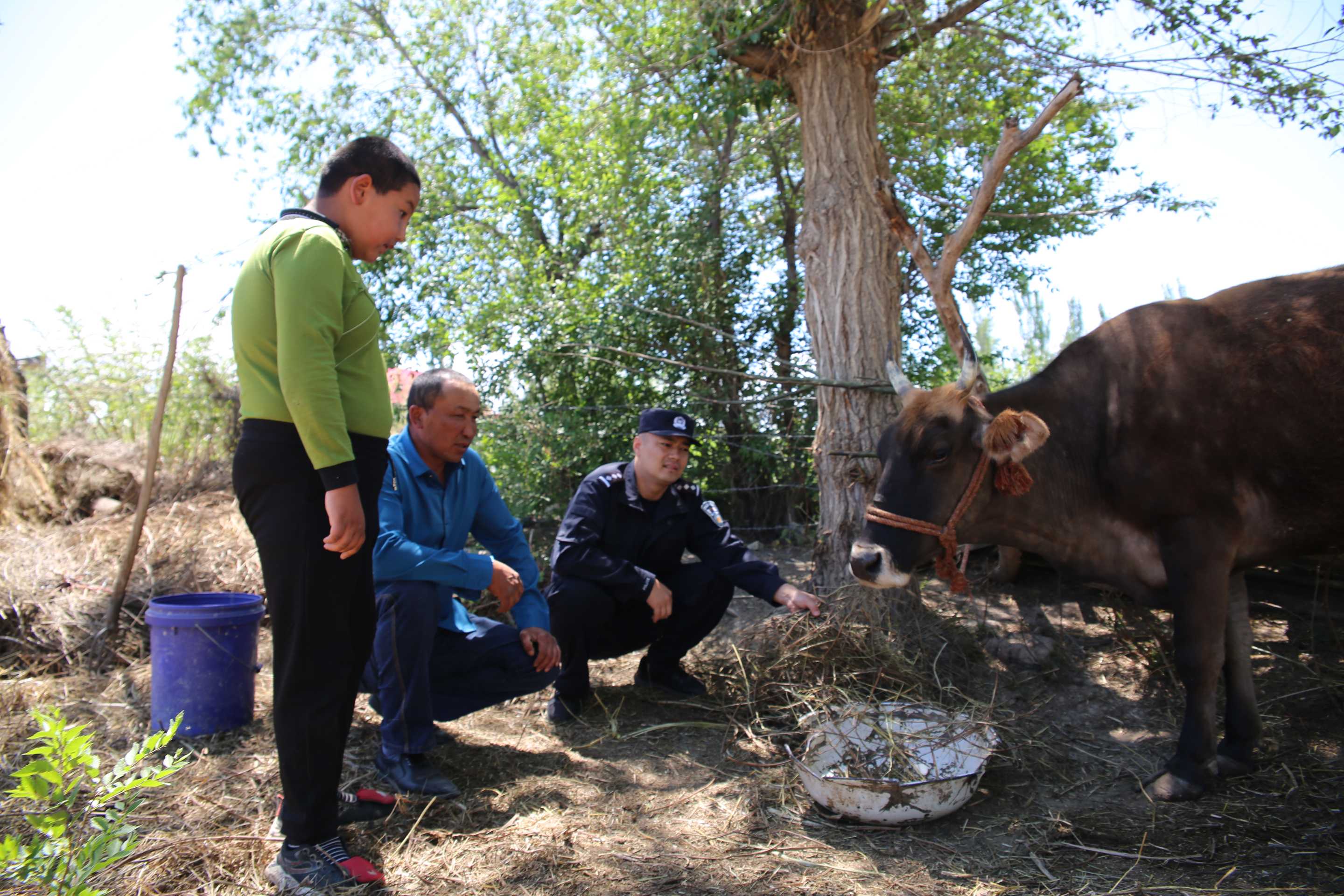 张博与塞尔森一同喂牛.jpg 张博与塞尔森一同喂牛.jpg