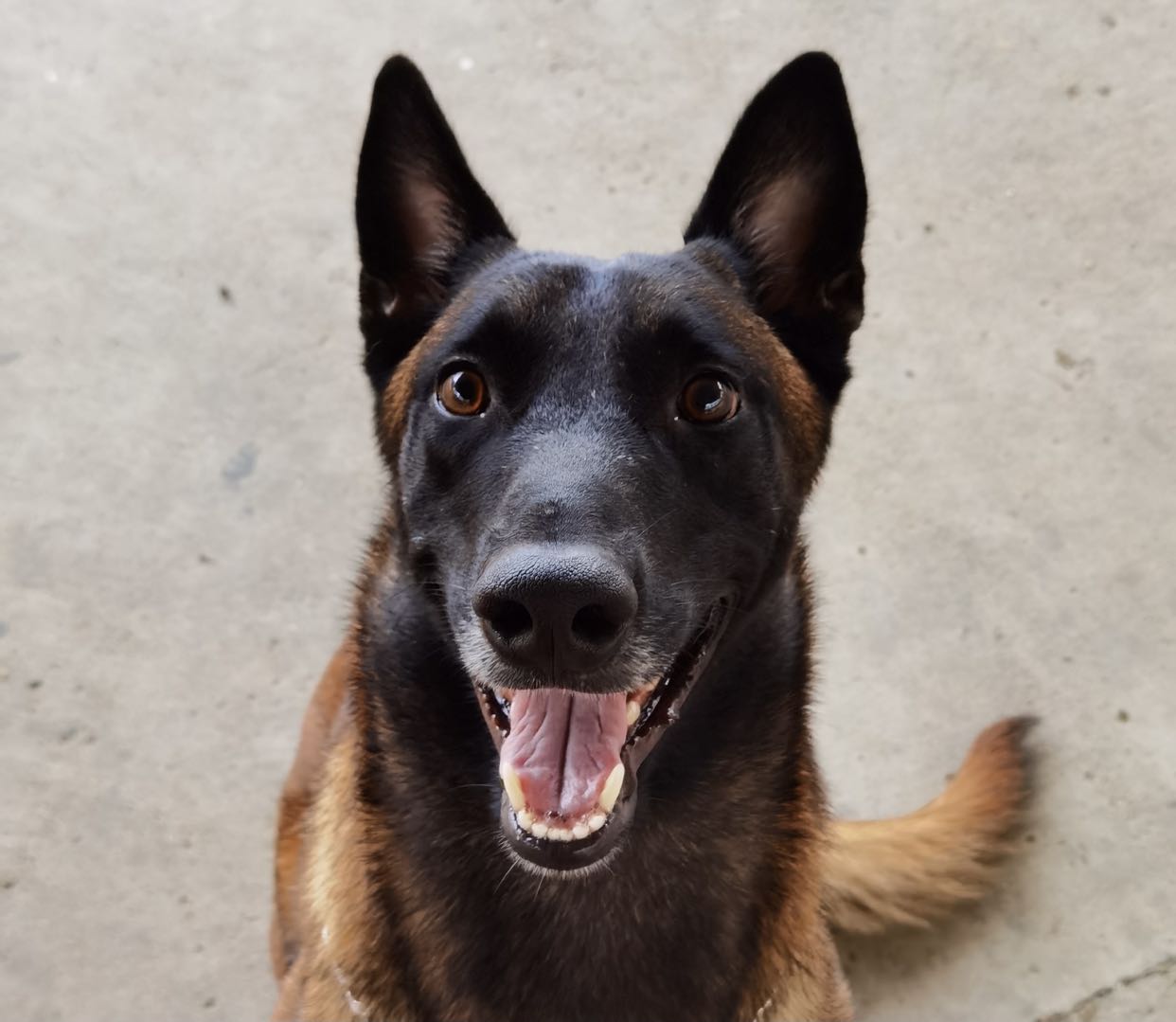 警犬“军刀” 石军摄.jpg 警犬“军刀” 石军摄.jpg