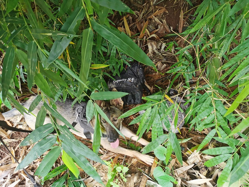 缉毒犬协助民警查获毒品现场.jpg 缉毒犬协助民警查获毒品现场.jpg