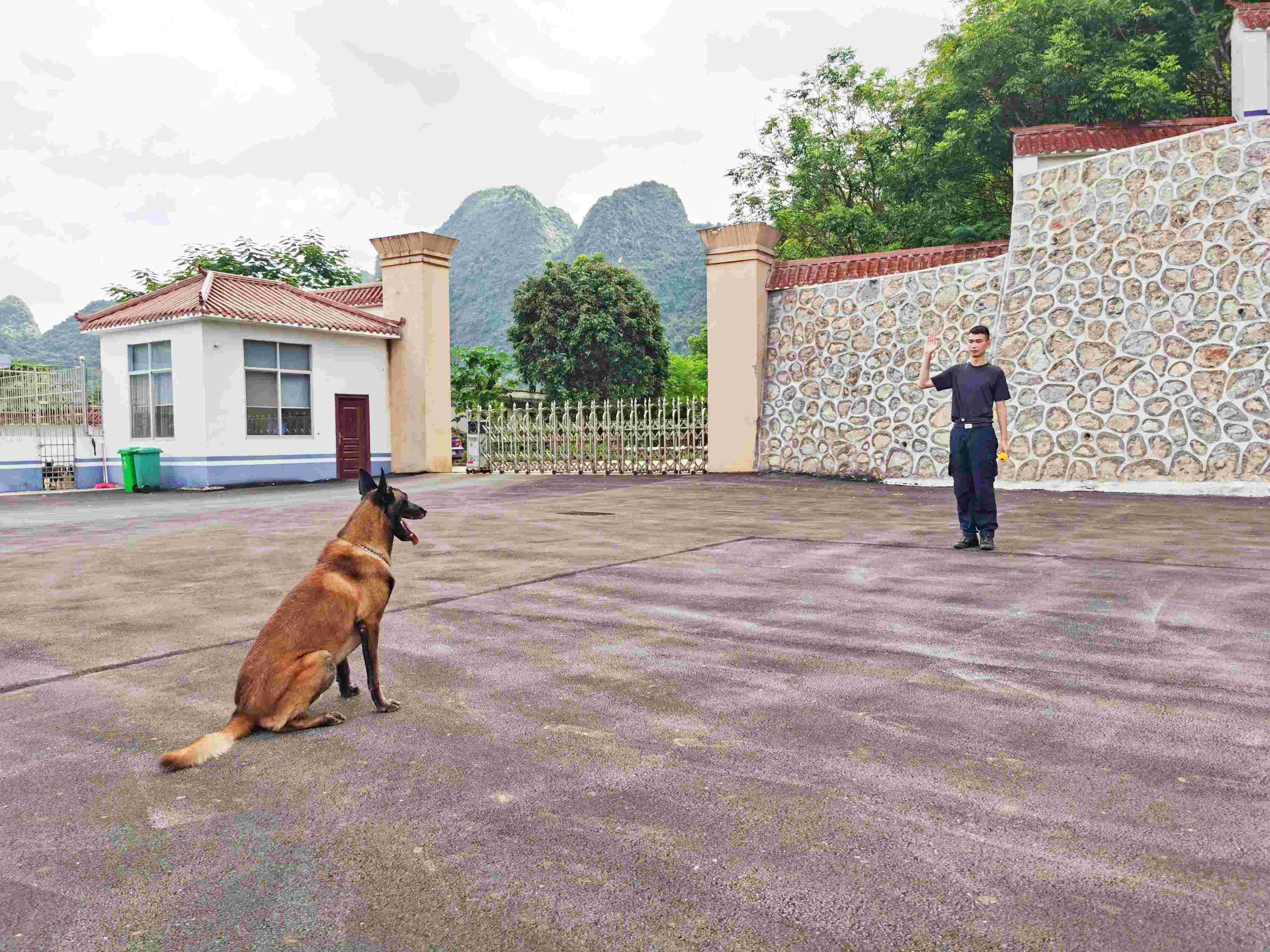 石军训练“军刀”的服从意识 潘耘琦摄.jpg 石军训练“军刀”的服从意识 潘耘琦摄.jpg