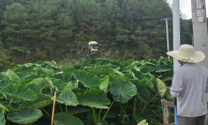 科技助力乡村振兴  植保无人机大显身手