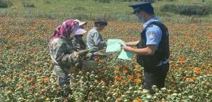 “红花采摘季”民警为民办实事