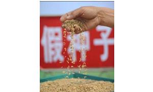 假种子“坑农” 法院判决“护农”