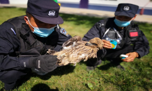 民警救助野生动物草原鹰