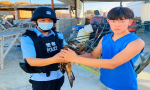 民警救助国家二级保护动物黑鸢