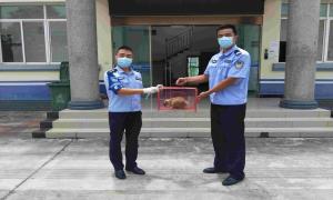 第3只！德宏遮放边境派出所又成功救助野生动物——蜂猴