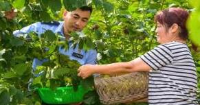 警助农：采摘、讲法、增收促振兴