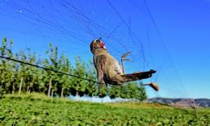农民自家虾池旁捕鸟 犯非法狩猎罪被判刑