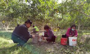 核桃熟了 移民管理警察心系群众助秋收