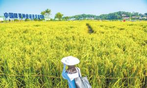 稻花香里说丰年 湖南长沙县举办丰收节特色活动