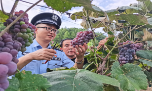 临江边境管理大队民警化身助农小能手