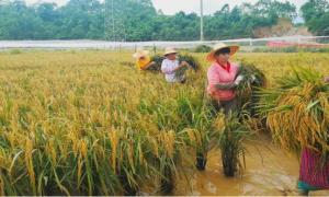 广西田林：稻花香里话丰年