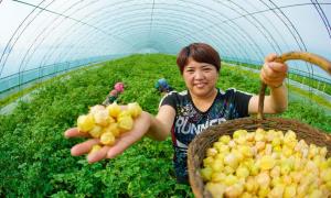 黑龙江海伦：小小甜菇娘 增收“金豆豆”
