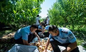 蟠桃采摘期 边境民警来帮忙