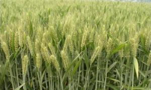 确保真实再投资 定好合同再转账