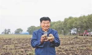 黑龙江齐齐哈尔：农民喜迎丰收 产业集群带动农民发家致富