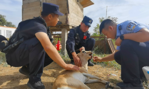 瘦弱黄羊山顶摔落 戍边民警全力救治