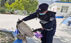 小麻扎边境派出所救助一只国家二级保护动物“猫头鹰”