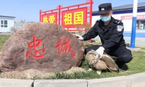 新疆昭苏：民警救助受伤猫头鹰