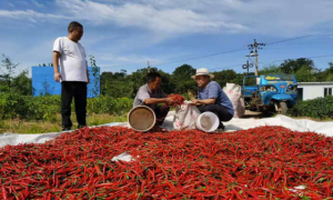 河北涉县：小辣椒敲开乡村振兴大门